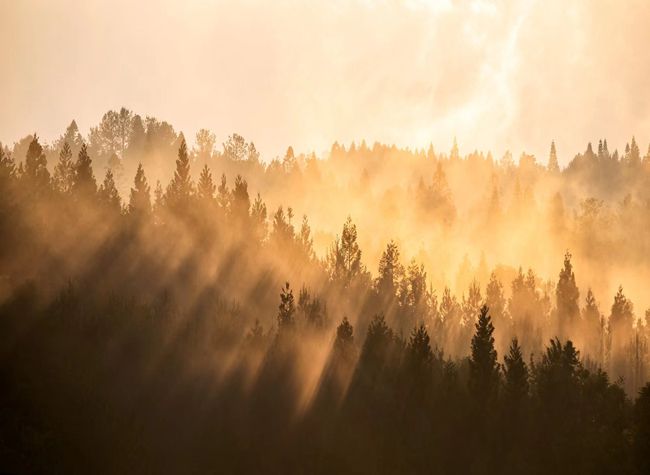Visual Chongqing | Morning Light in the Forest