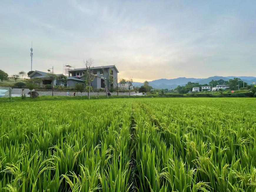 QingmaiLiangyuan paddy