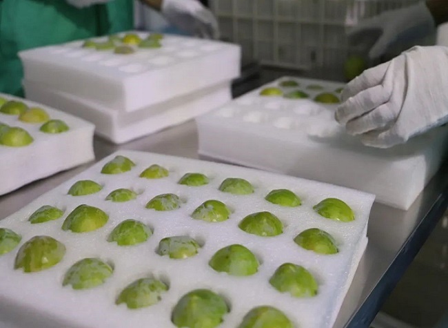 With the Local Preservation Technology, Wushan Crisp Plums Exported to Singapore