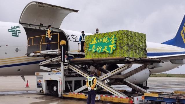 Chongqing's First Full Cargo Chartered Flight of Wushan Plums Launched