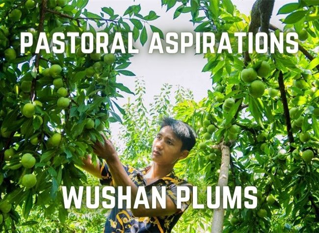 Wushan Crisp Plums and Futuristic Accommodation to Promote Incomes