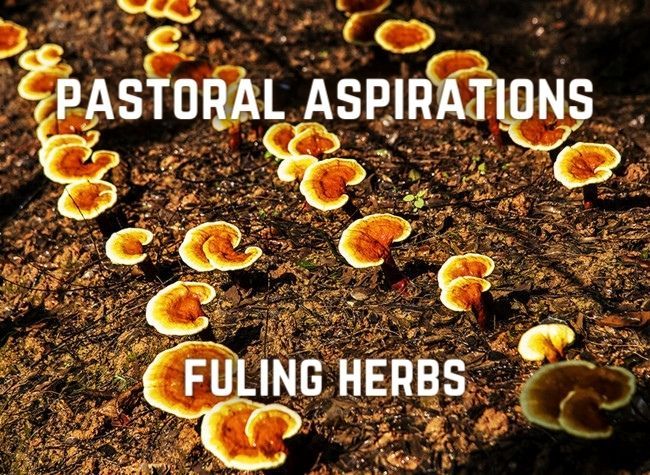 Medicinal Herb Cultivation Thrives in Restored Wilderness of Chinese Village