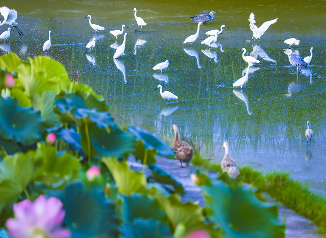 Visual Chongqing | Weekly City Views on Aug 1-7, 2022