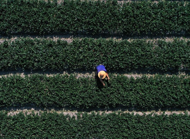 Visual Chongqing | Guarding the Harvest