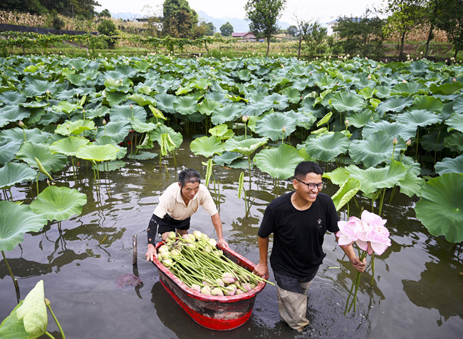Visual Chongqing | Summer Lotus in Bloom
