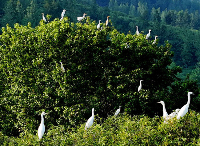 Visual Chongqing | Dwelling in Nature
