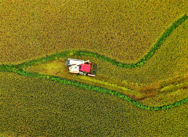 Visual Chongqing | Golden Harvest