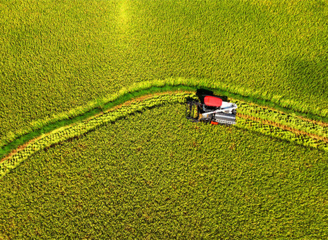 Visual Chongqing | Harvest
