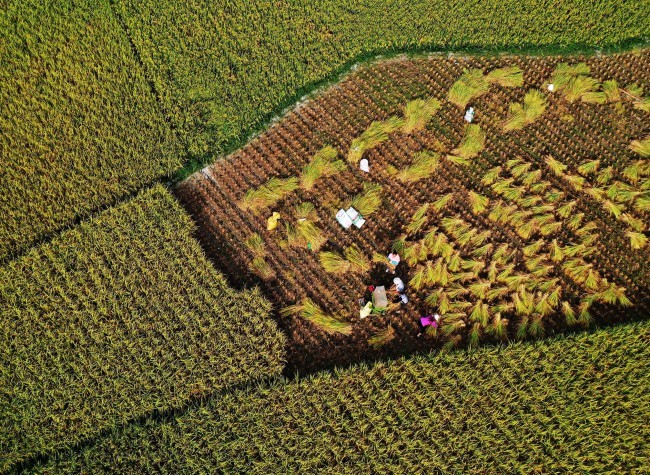 Visual Chongqing | Autumn Harvest