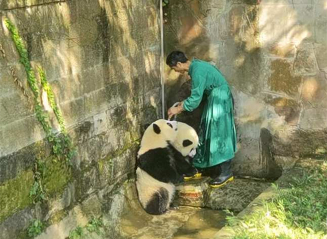 Four 'Junior Ambassadors' Explore the Summer Life of Pandas in SW China's Chongqing