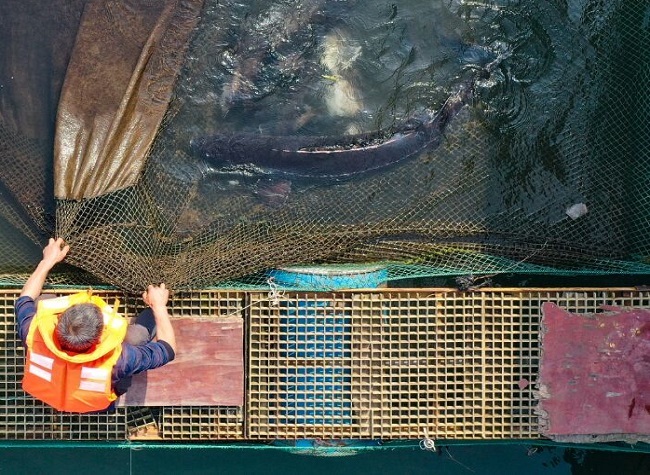 Endangered Yangtze Sturgeon Found in the Yangtze River After Years' Protection