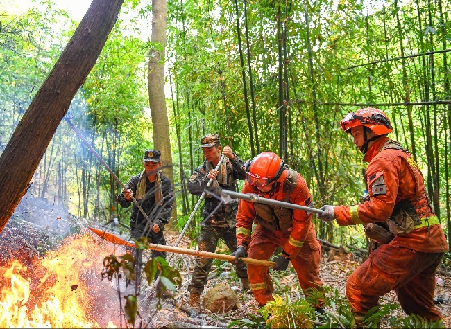 On-the-spot Report : the Post-fire Cleanup of  Chongqing Beibei Jinyun Mountain