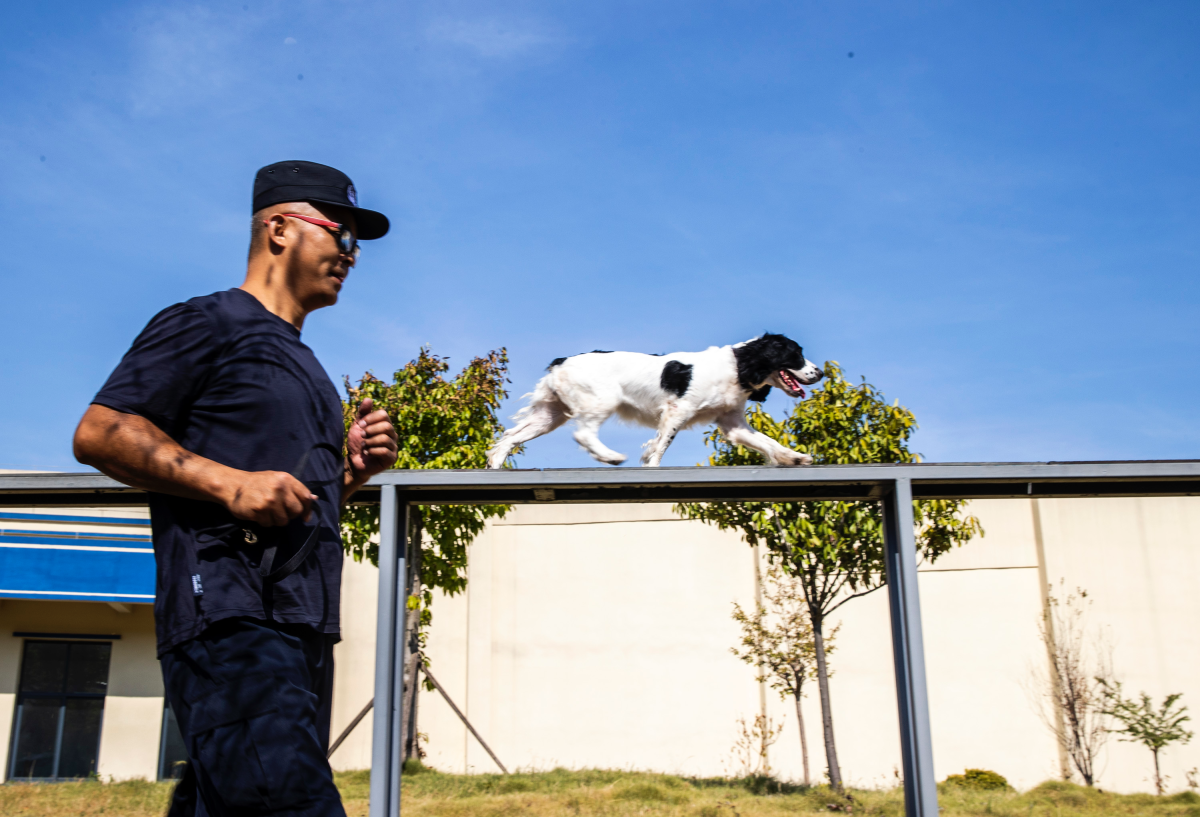 Daily training of the police dogs (Photo provided to iChongqing)