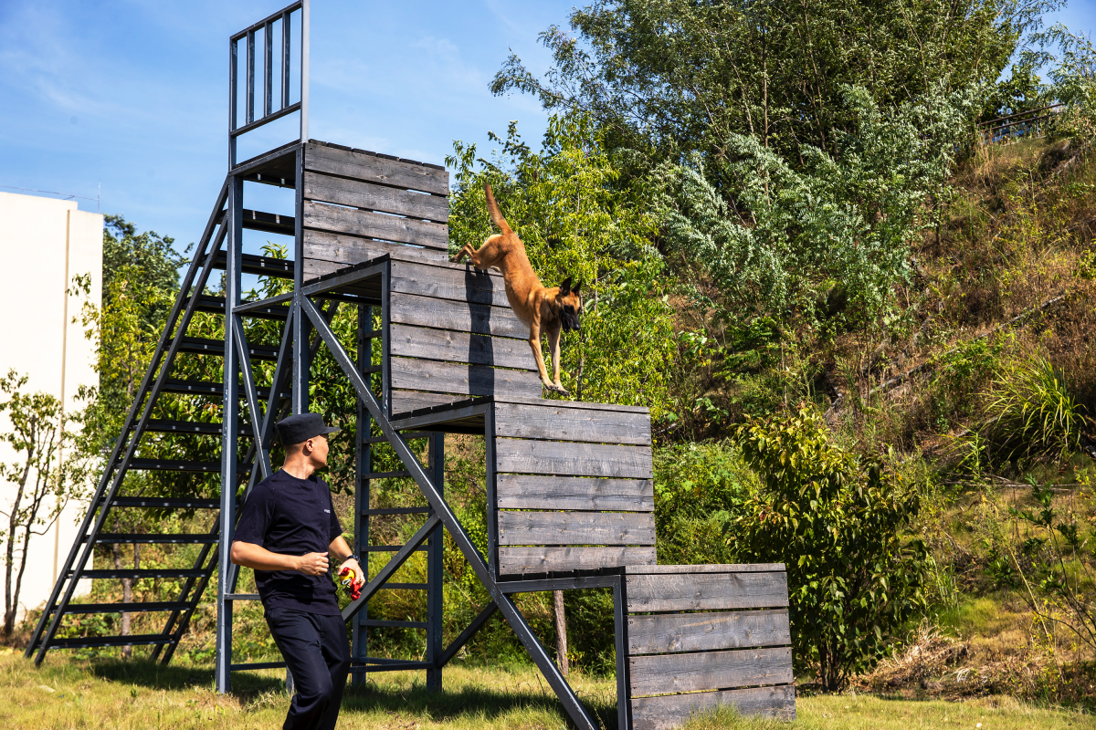 Daily training of the police dogs (Photo provided to iChongqing)