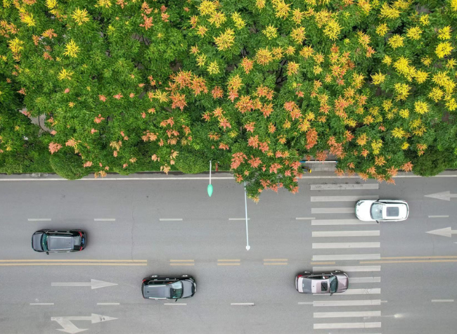 Visual Chongqing | Autumn Fragrance