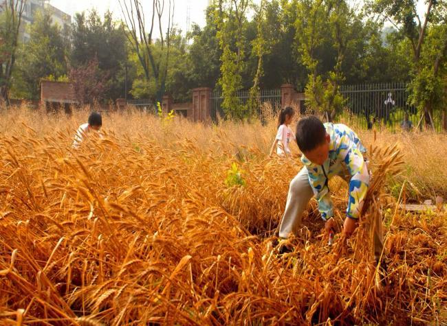 A Primary School Campus That Grows Out of Nature