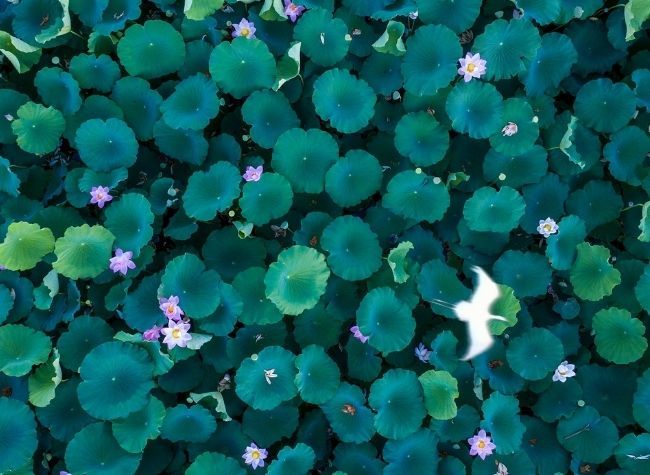 Visual Chongqing | Egret