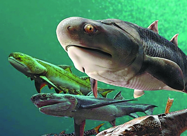Fossils Found in Chongqing Provide Evidence on How Human Evolved from Fish