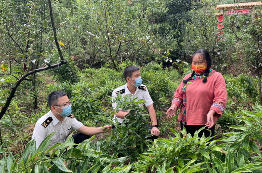 Chongqing Customs officers go into the polygonatum planting base.