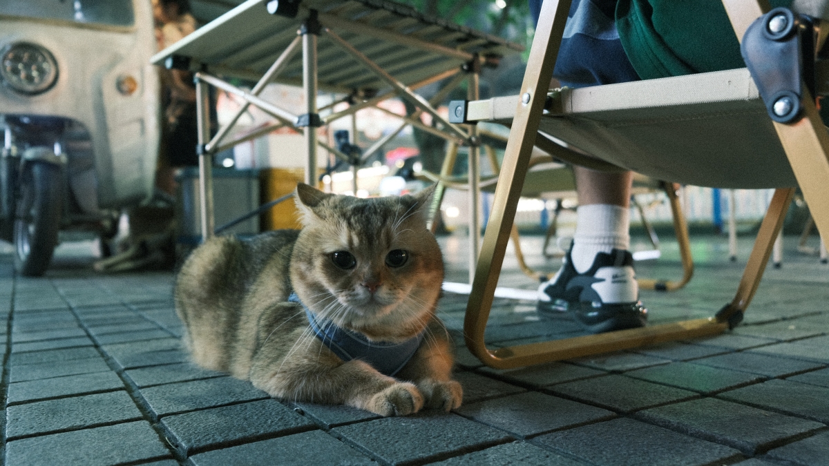 Cat in Hu Hongfei's stall (Yu Mulin/iChongqing)