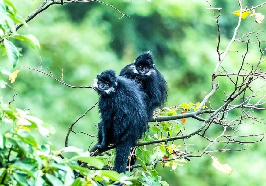 Francois' leaf monkeys in the Jinfo Mountain Nature Reserve, Nanchuan District, Chongqing