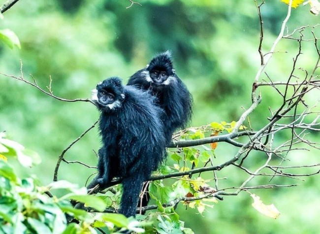 Over 90% of Chongqing's Endangered Wildlife Are Under Protection