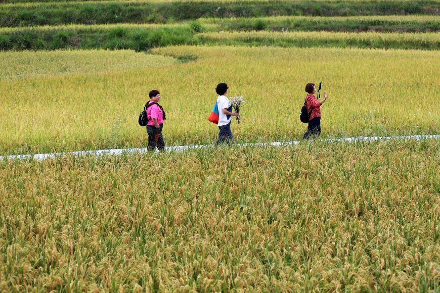 Tourists play in the rice base of Jinjiba Sightseeing Agriculture Experience Park