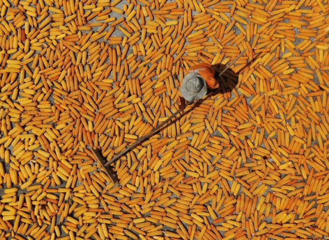 Enjoy the Golden Autumn in Qianjiang as the 2022 Chinese Farmer's Harvest Festival Kicks off