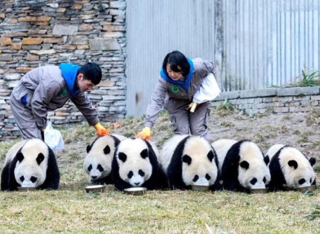 Global Captive Giant Pandas Have Nearly Doubled to 673 in a Decade |  ichongqing