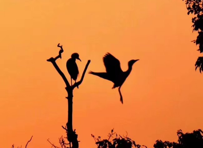 Visual Chongqing | Silhouettes of Egrets