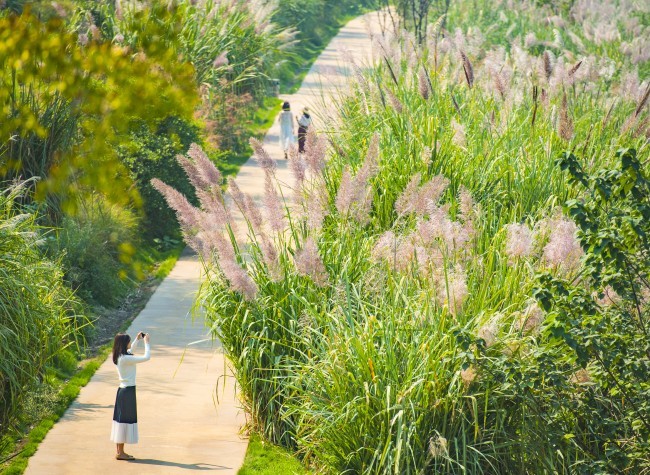 Visual Chongqing | Pink Autumn