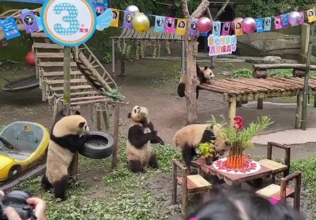 Global Captive Giant Pandas Have Nearly Doubled To 673 In A Decade Global Captive Giant Pandas Have Nearly Doubled To 673 In A Decade