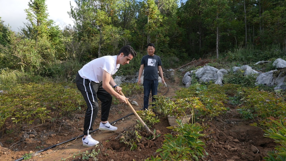 Alex experienced the harvesting in Minzhu Village. (Photo provided to iChongqing)