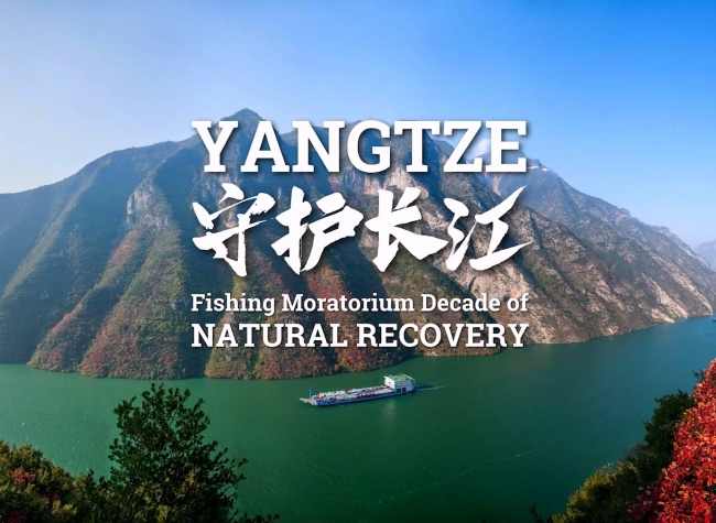 Fishing Moratorium Restores Yangtze Bio-Diversity | Ecological Revolution