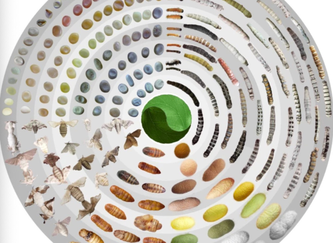 The World's First High-resolution Silkworm Pan-genome Constructed in Chongqing