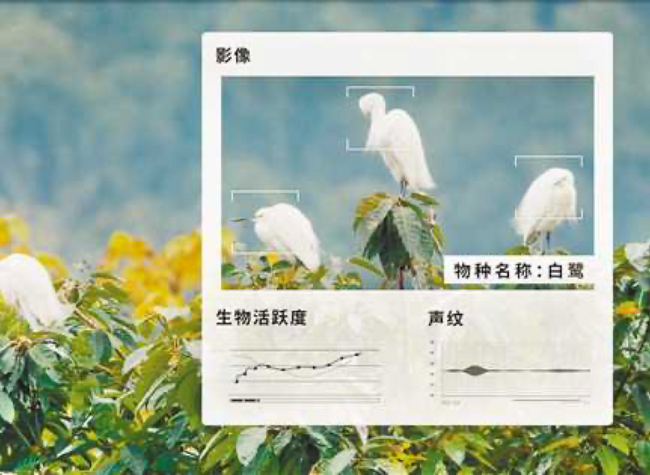 Intelligent Monitoring Platform Built to Push Ecological Protection of Guangyang Island
