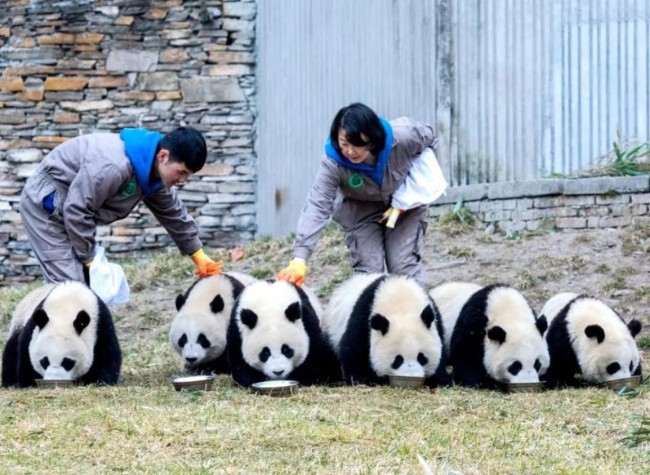 Global Captive Giant Pandas Have Nearly Doubled to 673 in a Decade