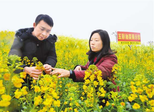 Over a Decade's Endeavor for High-yielding, Early-maturing Canola | Delegate Story