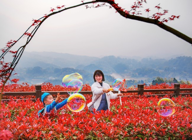 Visual Chongqing | Red Leaves