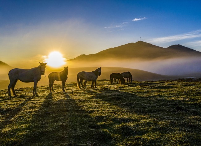 Visual Chongqing | Grassland in the Glow of Dawn