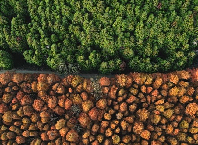 Visual Chongqing | Colorful Autumn