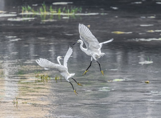 Visual Chongqing | Egrets