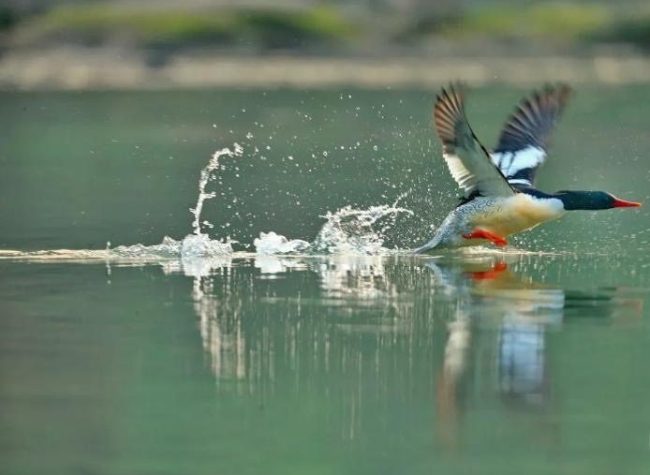 International Wetland City! Chongqing's Answer to Wetland Conservation