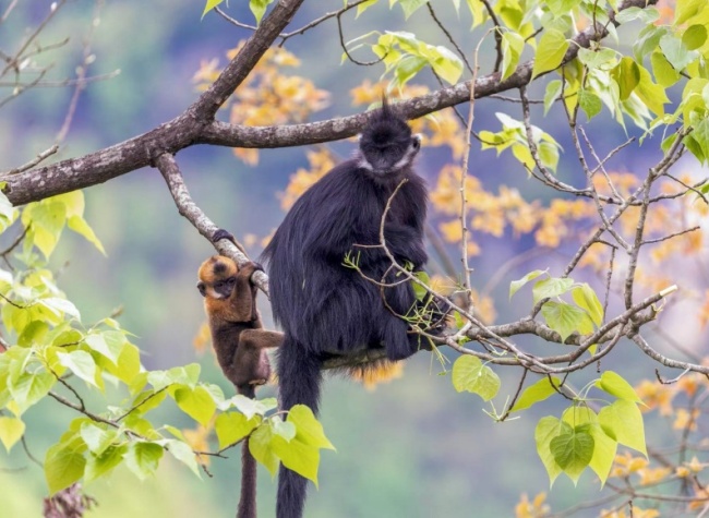 Chongqing Wildlife Rescue Centers Flourish Under Multi-Level Efforts