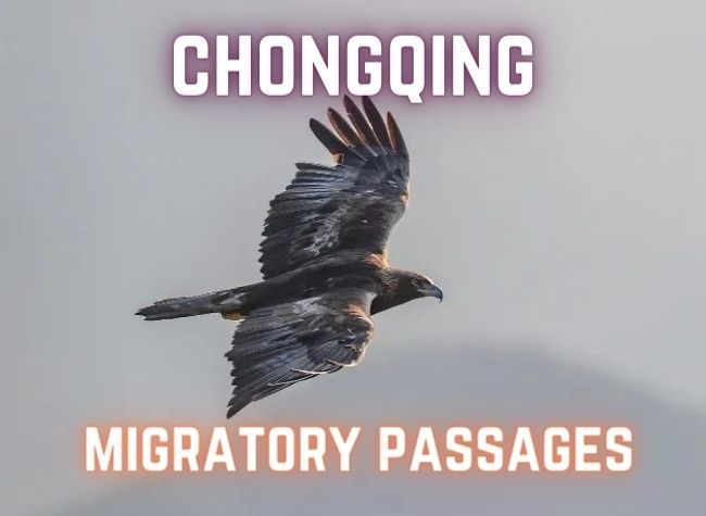 New Birdlife Chart Features 300+ Migratory Species Observed in Chongqing