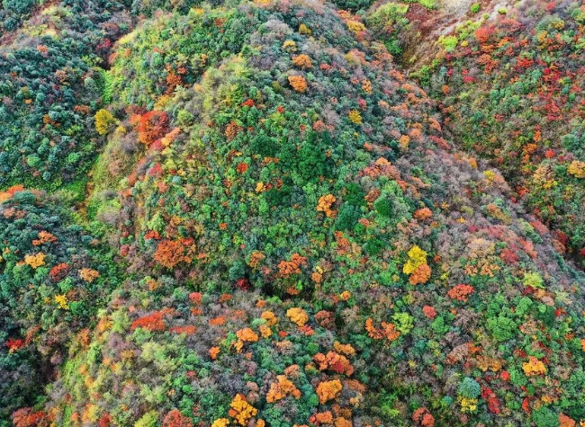 Beautiful Autumn Scenery Awaits You in Chongqing