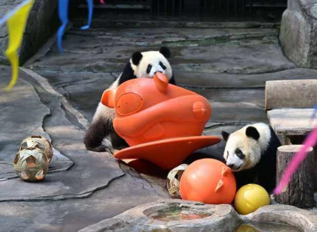 Two Giant Pandas in Chongqing Zoo Are Symbolically Adopted
