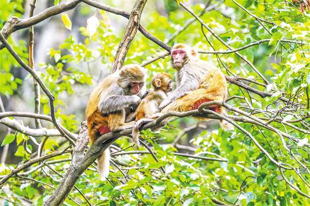 Investigation on Status Quo of Wild Animal Rescue in Chongqing