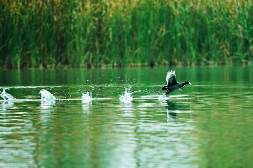 Guangyang Birdlife