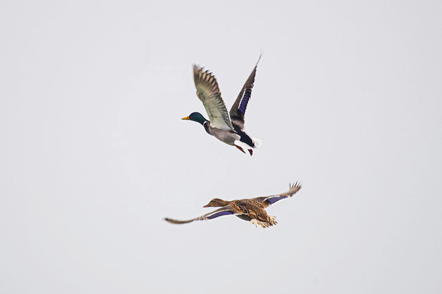 Jiangjin Birdlife